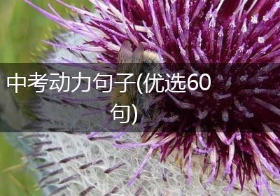中考动力句子(优选60句)