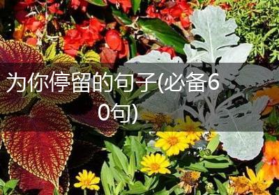 为你停留的句子(必备60句)