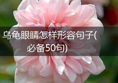 乌龟眼睛怎样形容句子(必备50句)
