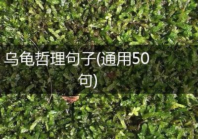 乌龟哲理句子(通用50句)