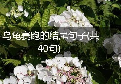 乌龟赛跑的结尾句子(共40句)