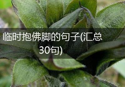 临时抱佛脚的句子(汇总30句)
