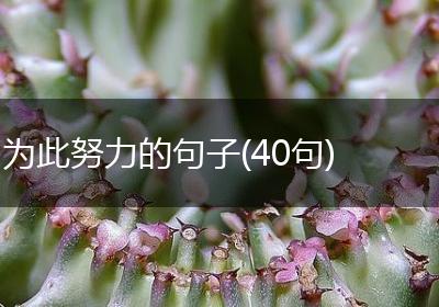 为此努力的句子(40句)