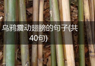 乌鸦震动翅膀的句子(共40句)
