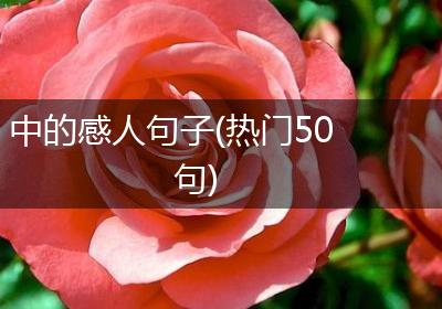 中的感人句子(热门50句)