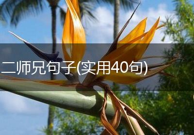 二师兄句子(实用40句)