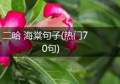 二哈 海棠句子(热门70句)