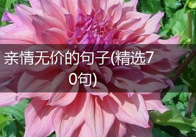亲情无价的句子(精选70句)