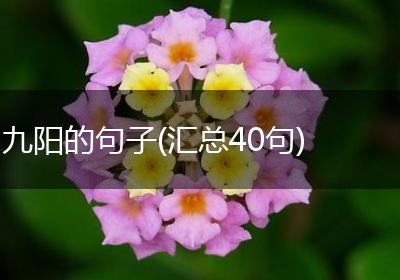 九阳的句子(汇总40句)