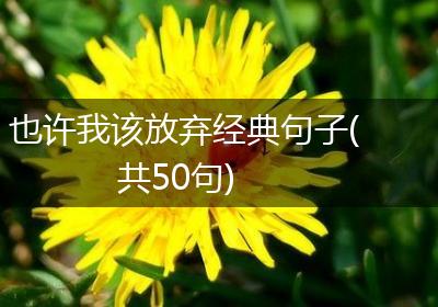也许我该放弃经典句子(共50句)