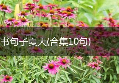 书句子夏天(合集10句)