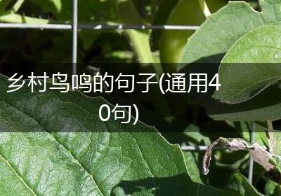 乡村鸟鸣的句子(通用40句)