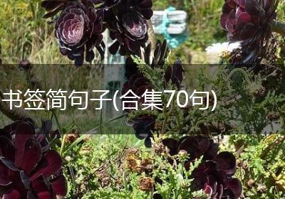 书签简句子(合集70句)