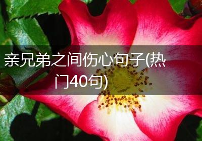 亲兄弟之间伤心句子(热门40句)