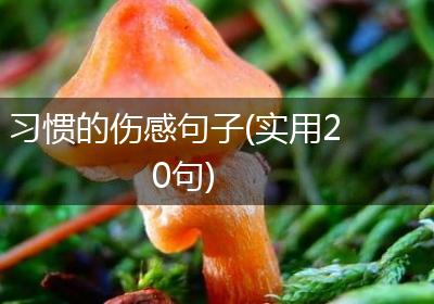 习惯的伤感句子(实用20句)