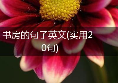 书房的句子英文(实用20句)