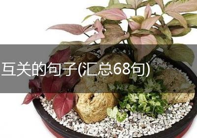 互关的句子(汇总68句)
