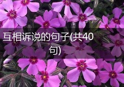 互相诉说的句子(共40句)