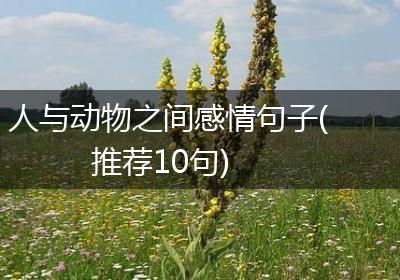 人与动物之间感情句子(推荐10句)