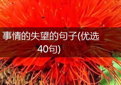 事情的失望的句子(优选40句)