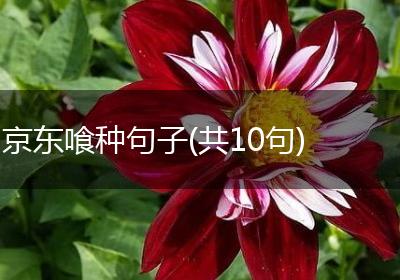 京东喰种句子(共10句)