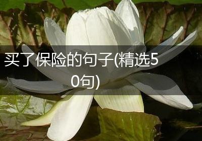 买了保险的句子(精选50句)
