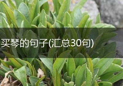 买琴的句子(汇总30句)