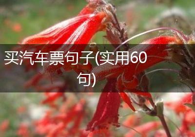 买汽车票句子(实用60句)