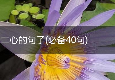 二心的句子(必备40句)