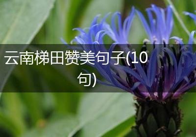 云南梯田赞美句子(10句)