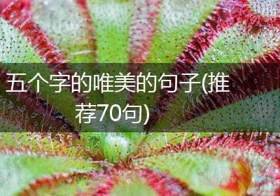 五个字的唯美的句子(推荐70句)