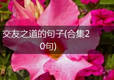 交友之道的句子(合集20句)