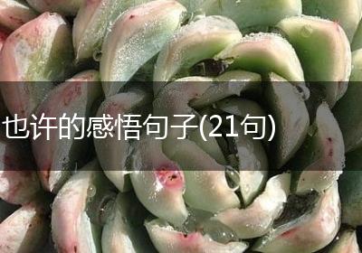 也许的感悟句子(21句)