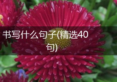 书写什么句子(精选40句)