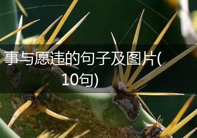 事与愿违的句子及图片(10句)