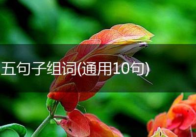 五句子组词(通用10句)
