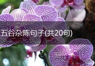 五谷杂陈句子(共20句)