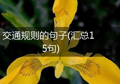 交通规则的句子(汇总15句)
