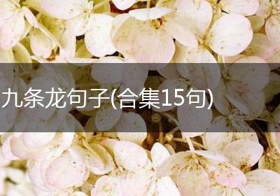 九条龙句子(合集15句)