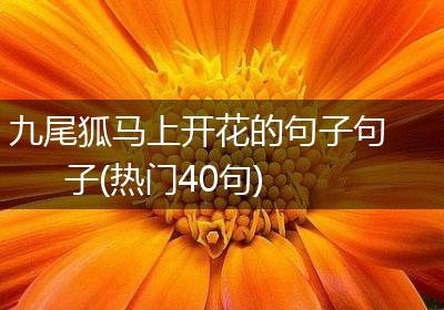 九尾狐马上开花的句子句子(热门40句)