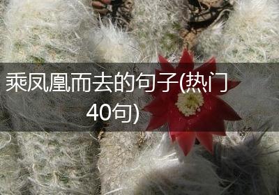 乘凤凰而去的句子(热门40句)