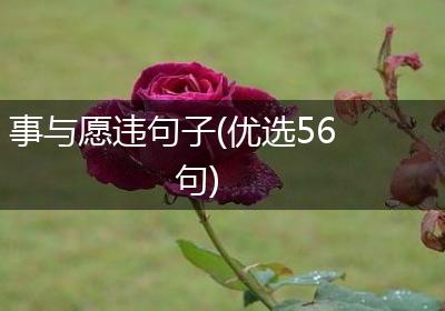 事与愿违句子(优选56句)