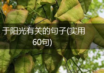 于阳光有关的句子(实用60句)