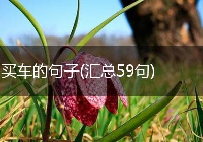 买车的句子(汇总59句)