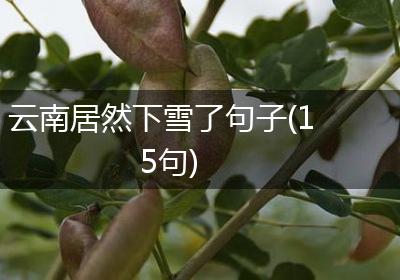 云南居然下雪了句子(15句)