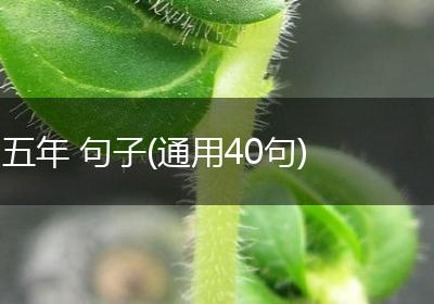 五年 句子(通用40句)
