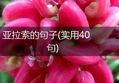 亚拉索的句子(实用40句)