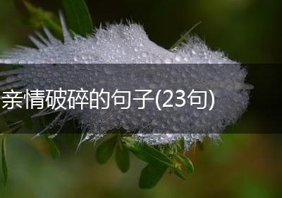 亲情破碎的句子(23句)