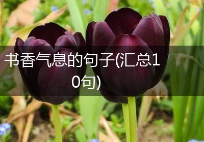 书香气息的句子(汇总10句)