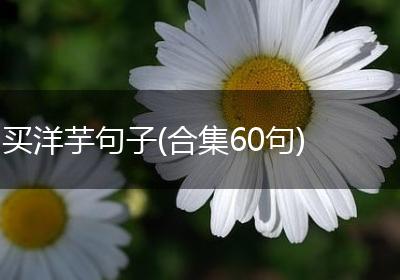 买洋芋句子(合集60句)